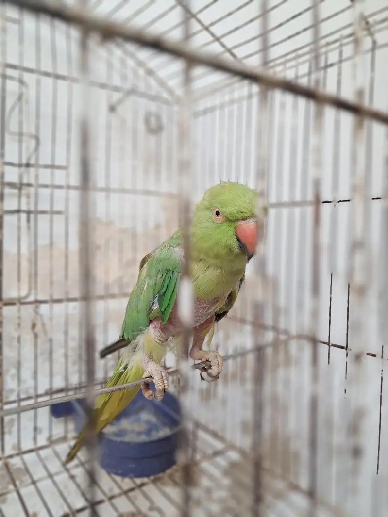parrot — photo 3
