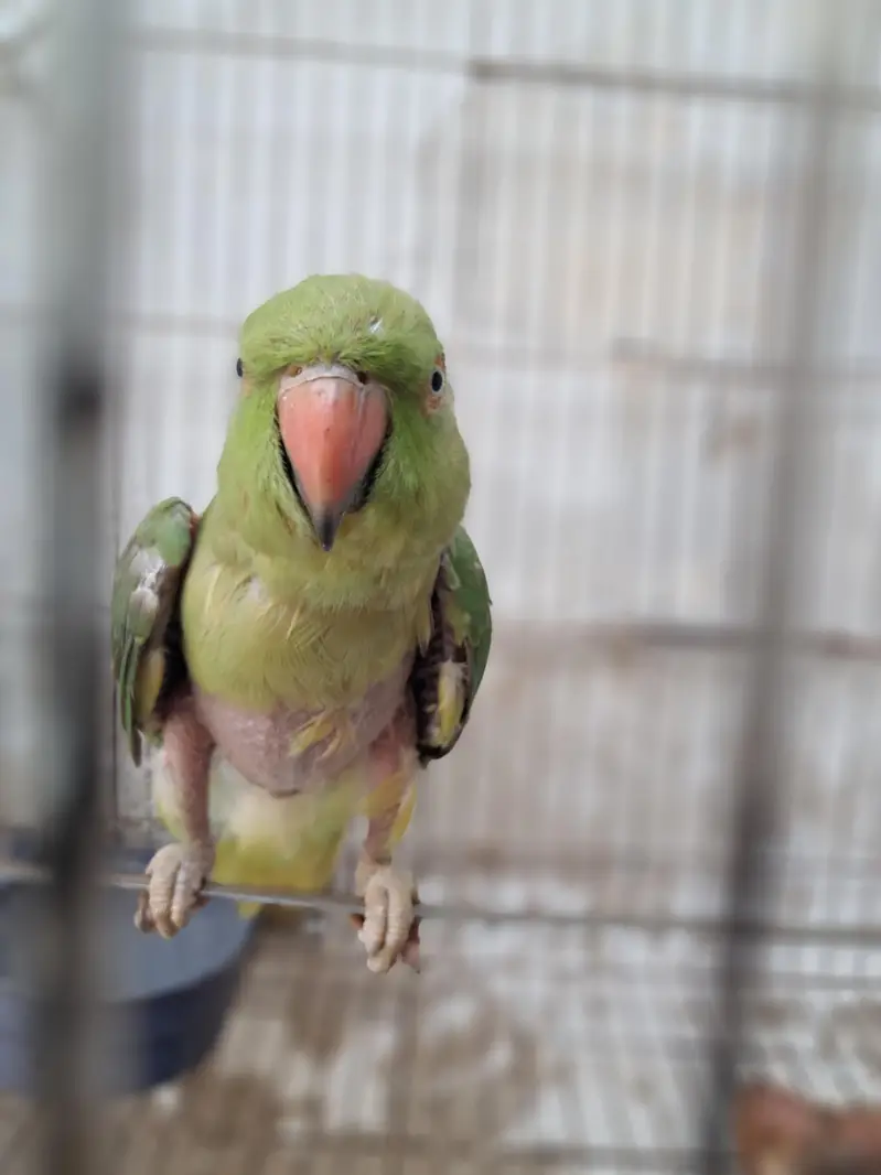 parrot — photo 4