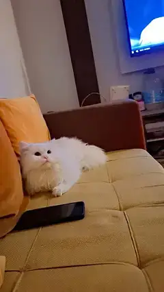 White Persian Male Triple Coat Cat — photo 4