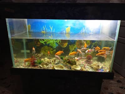 I'm selling my Aquarium 2.5 feet with fishes and trolley complete setu