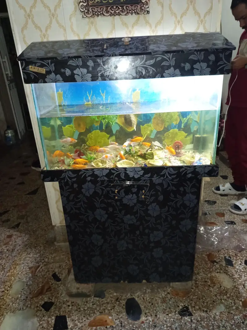 I'm selling my Aquarium 2.5 feet with fishes and trolley complete setu — photo 2