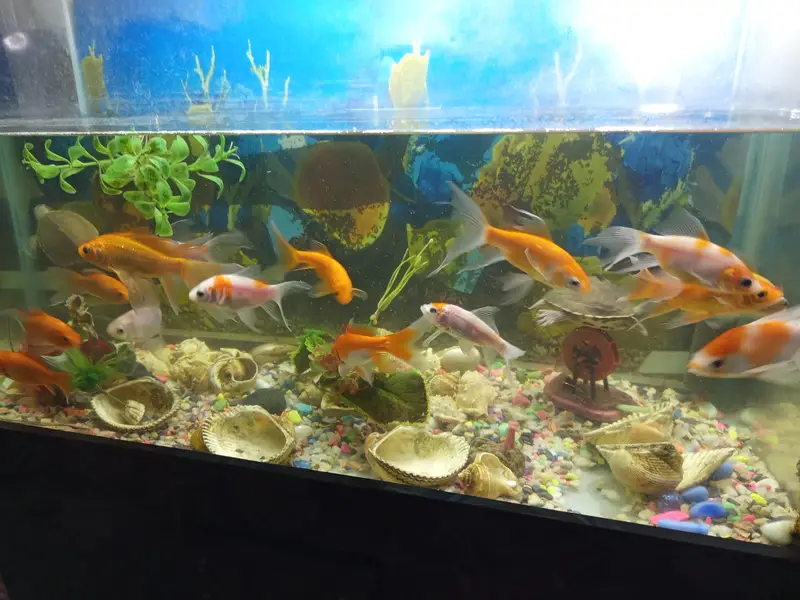 I'm selling my Aquarium 2.5 feet with fishes and trolley complete setu — photo 3