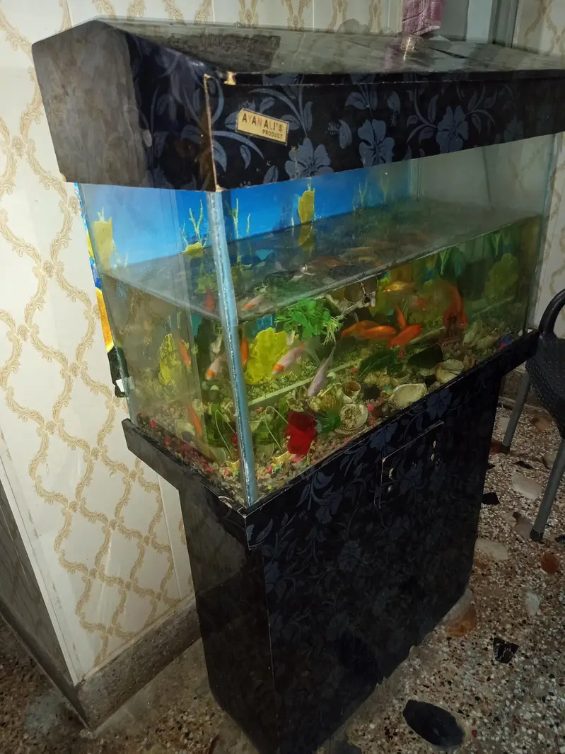 I'm selling my Aquarium 2.5 feet with fishes and trolley complete setu — photo 4