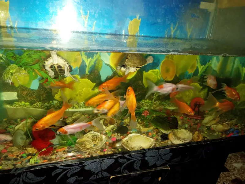 I'm selling my Aquarium 2.5 feet with fishes and trolley complete setu — photo 5
