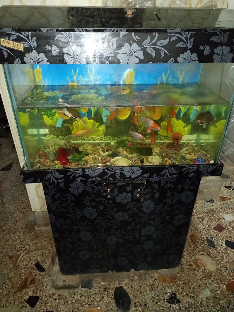 I'm selling my Aquarium 2.5 feet with fishes and trolley complete setu — photo 6