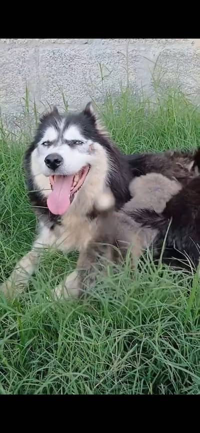 Siberian husky female