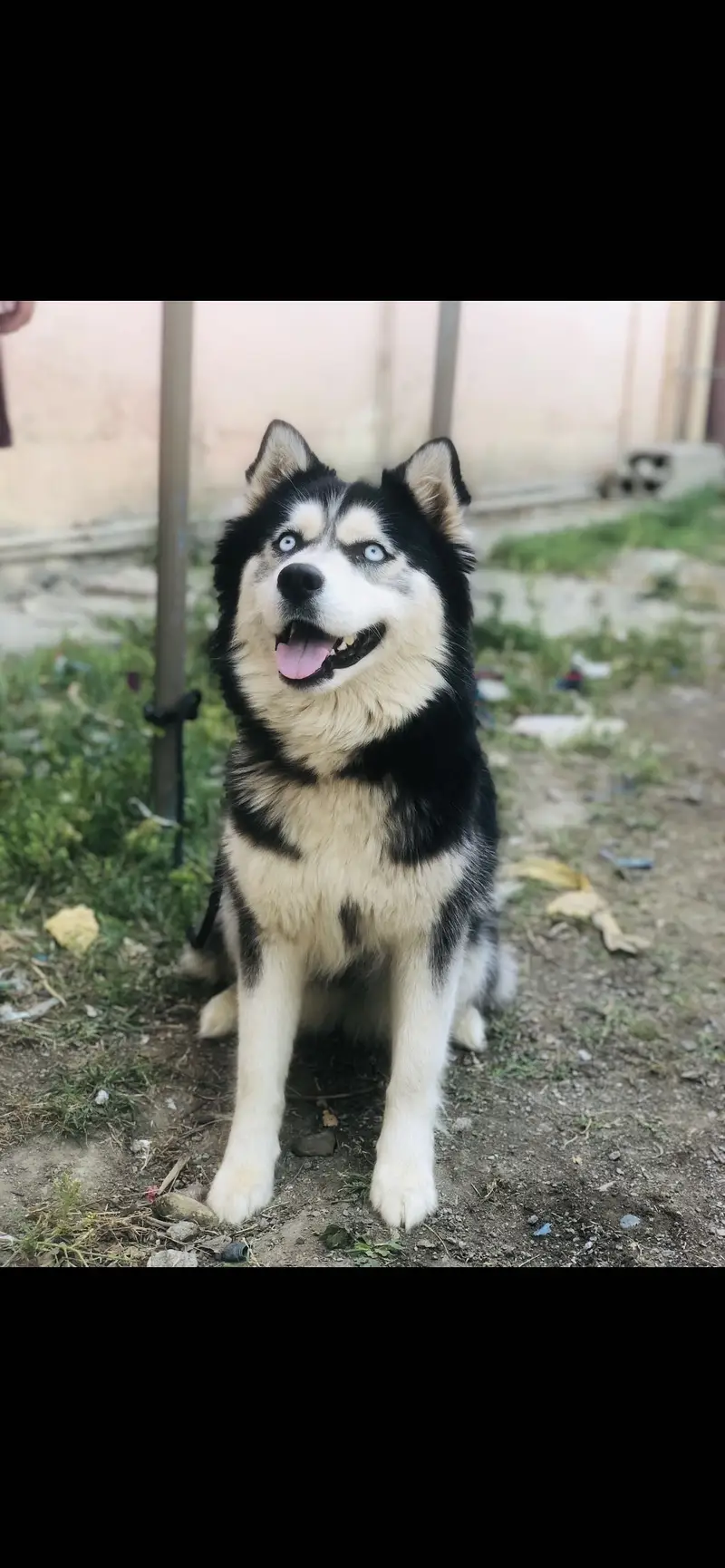 Siberian husky female — photo 2