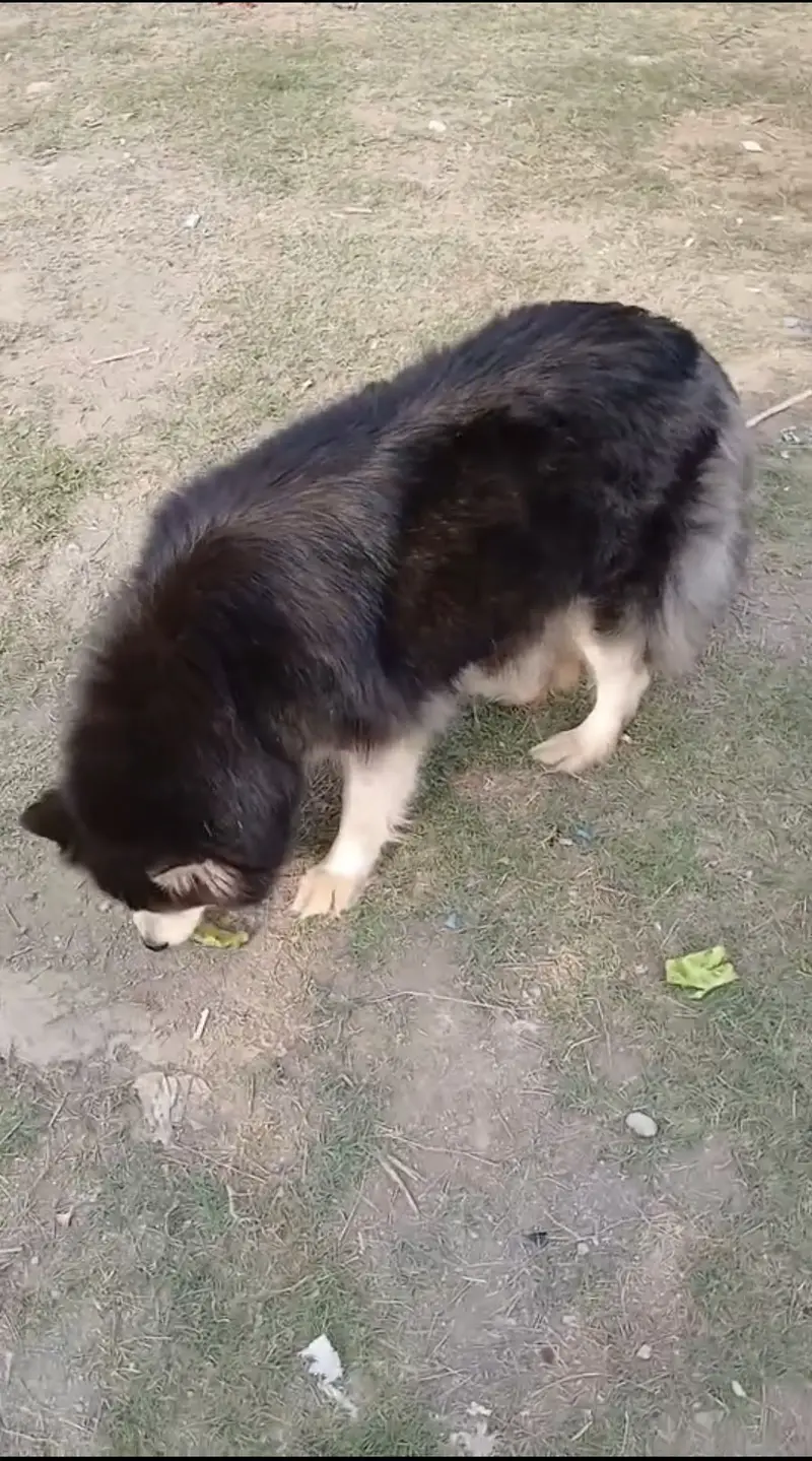 Siberian husky female — photo 3
