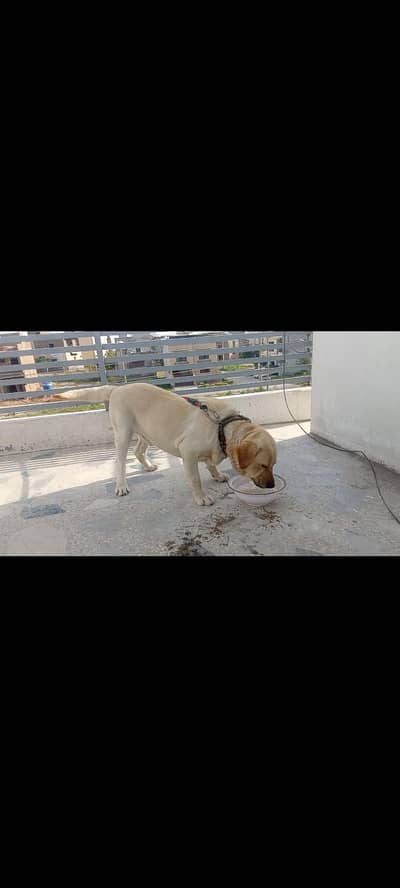 Labrador Dog