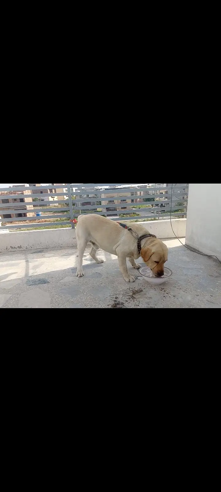 Labrador Dog — photo 2