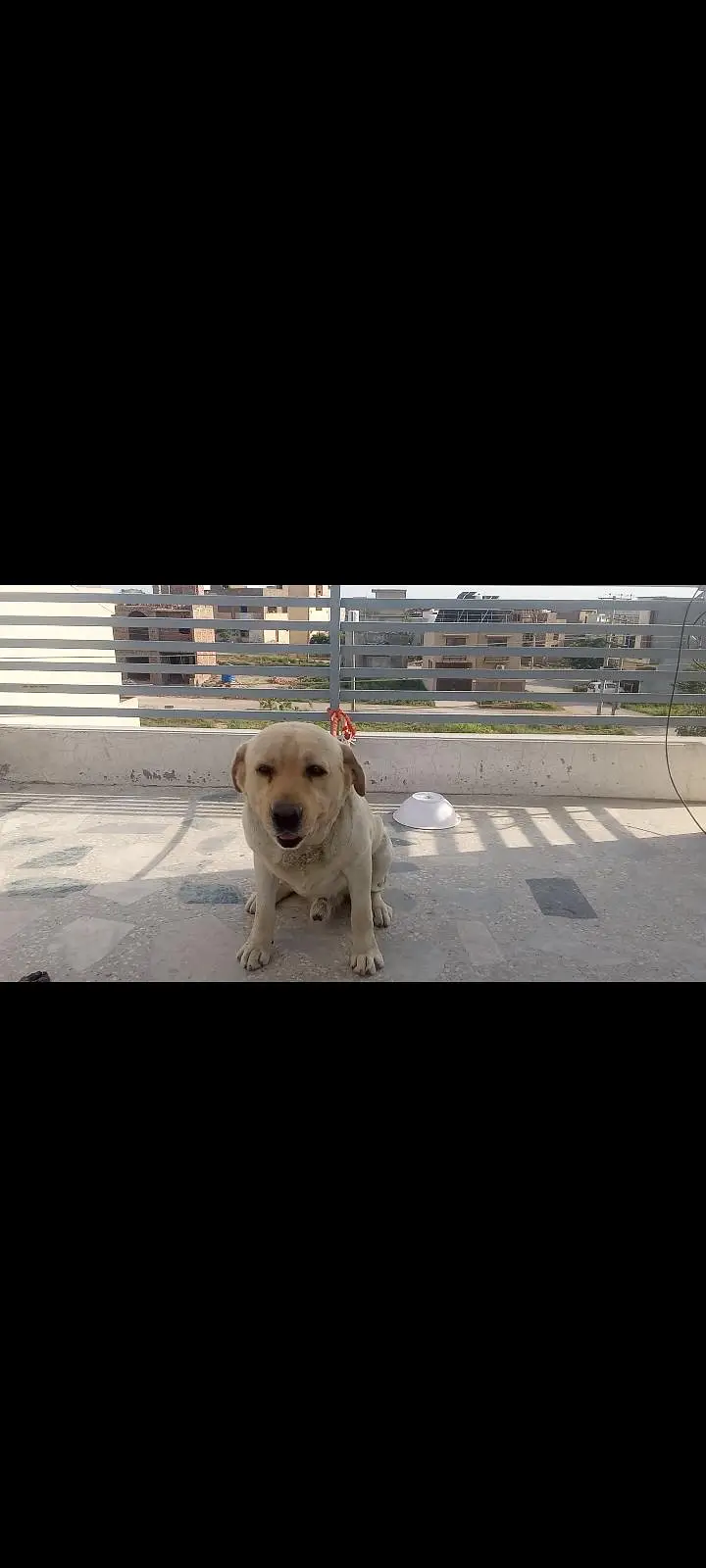 Labrador Dog — photo 3