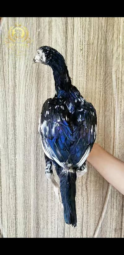 ASEEL Chicks 03100024337