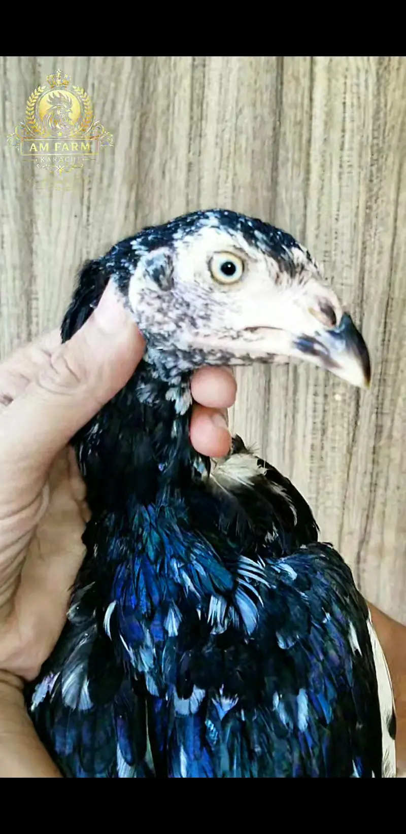 ASEEL Chicks 03100024337 — photo 2