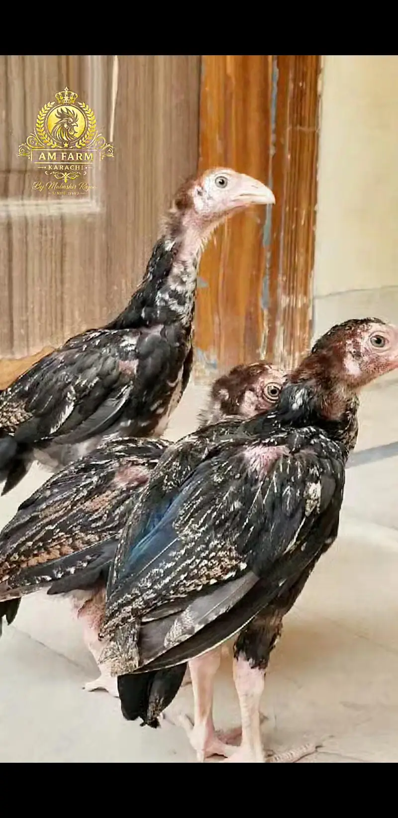 ASEEL Chicks 03100024337 — photo 3