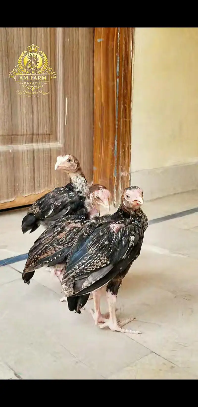 ASEEL Chicks 03100024337 — photo 4