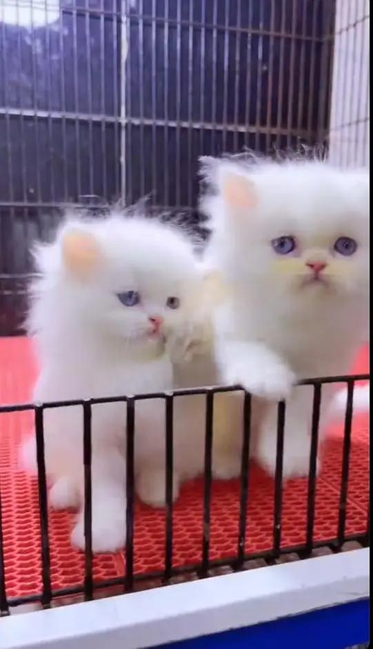 (Persian female kitten) (for sale all) (Pakistan delivery available) — photo 3
