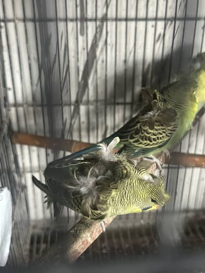Hogoromo Double Flower Budgies – Adult & Kids