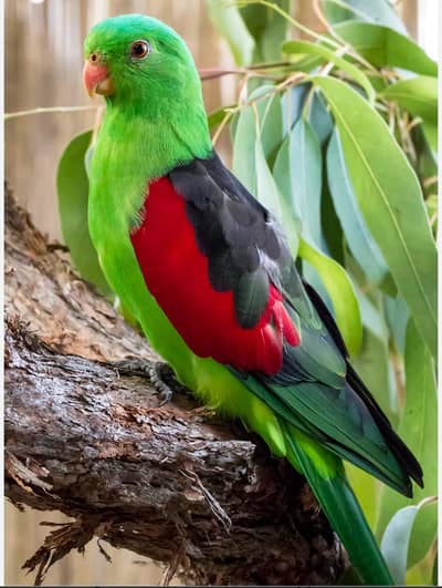 Redwinged & Barraband parrot pairs
