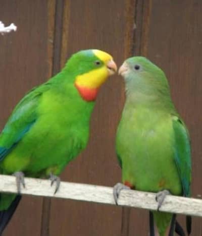 Barraband parrot pair