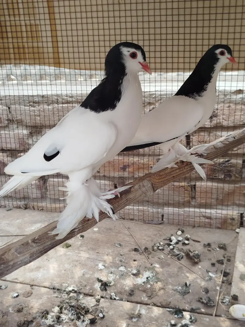 Pabai — photo 2
