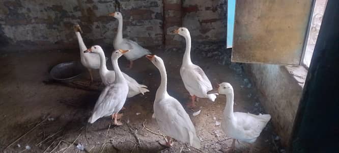 ducks