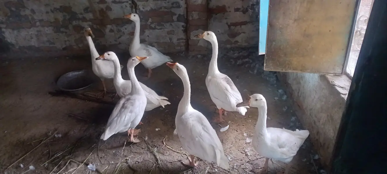 ducks