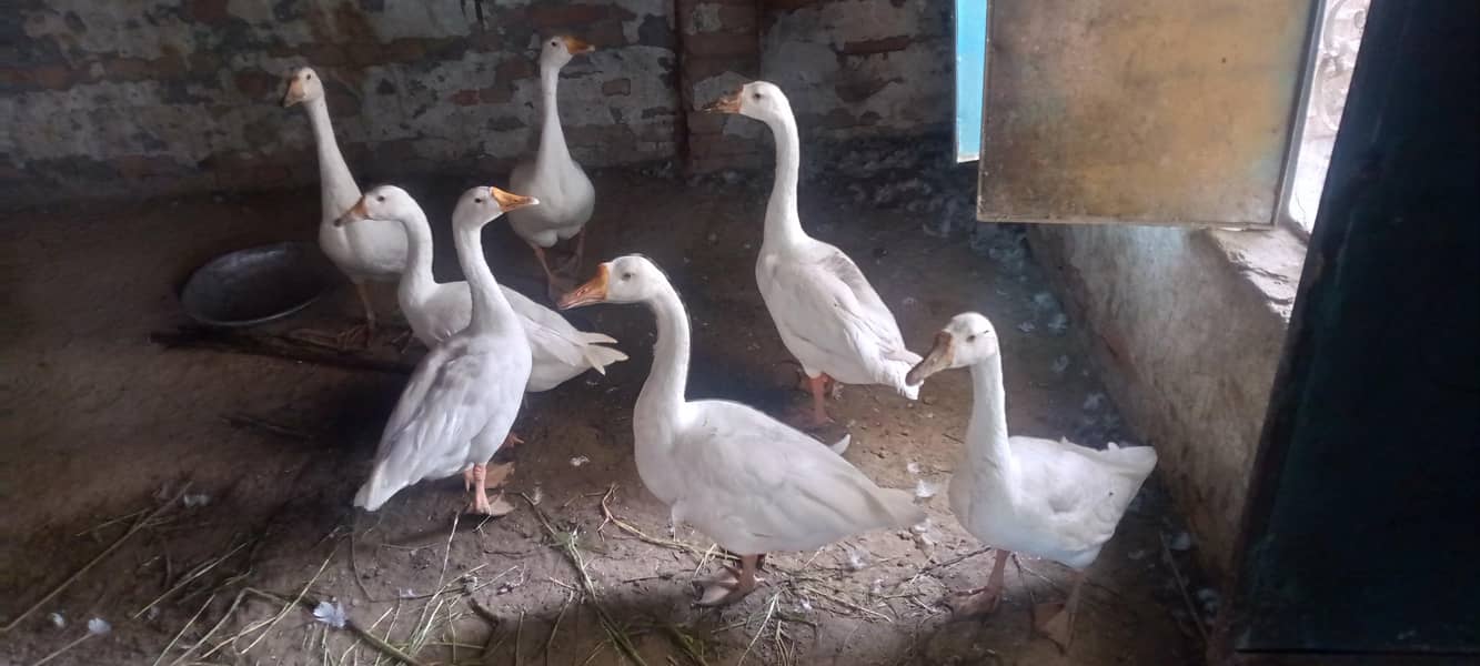 ducks 1