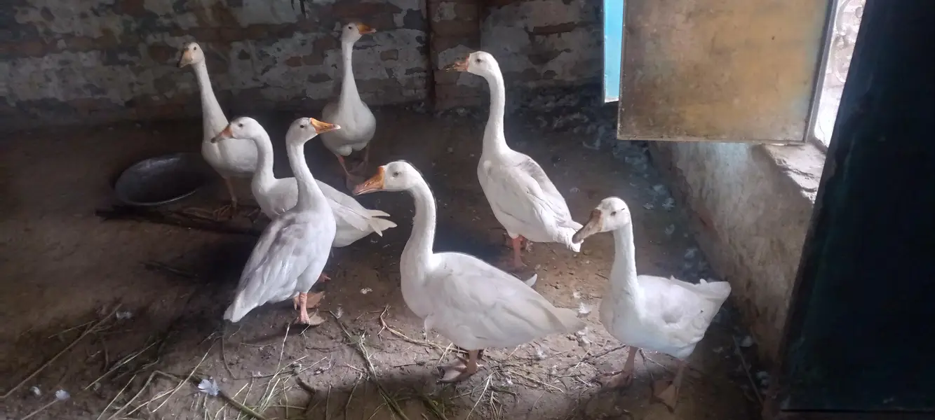 ducks — photo 2