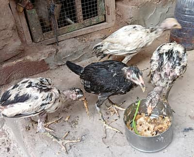 Aseel Chicks For Sale 03056348278