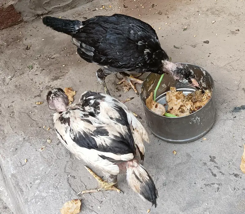 Aseel Chicks For Sale 03056348278 — photo 2