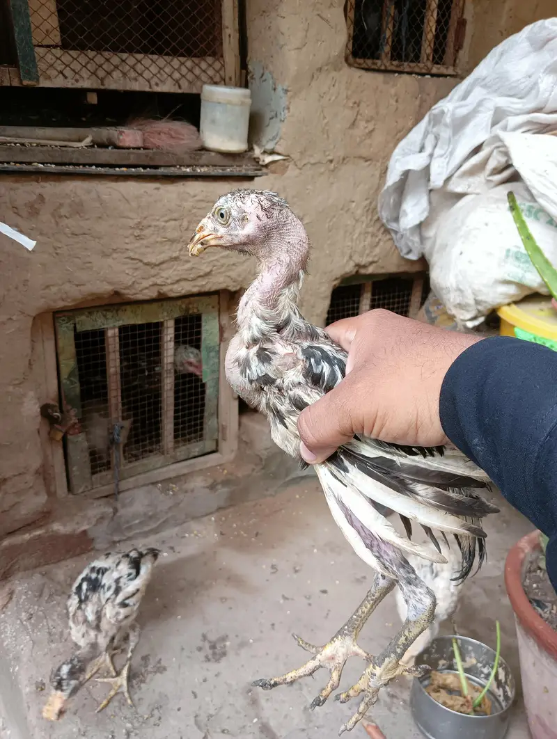 Aseel Chicks For Sale 03056348278 — photo 3