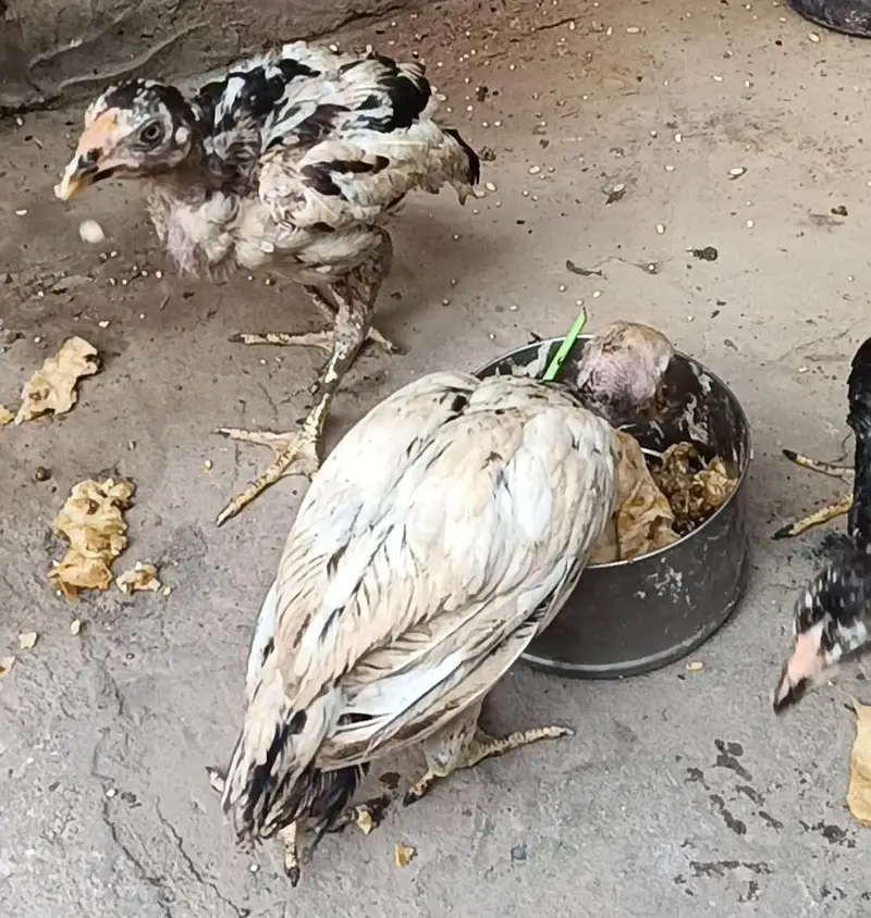 Aseel Chicks For Sale 03056348278 — photo 4