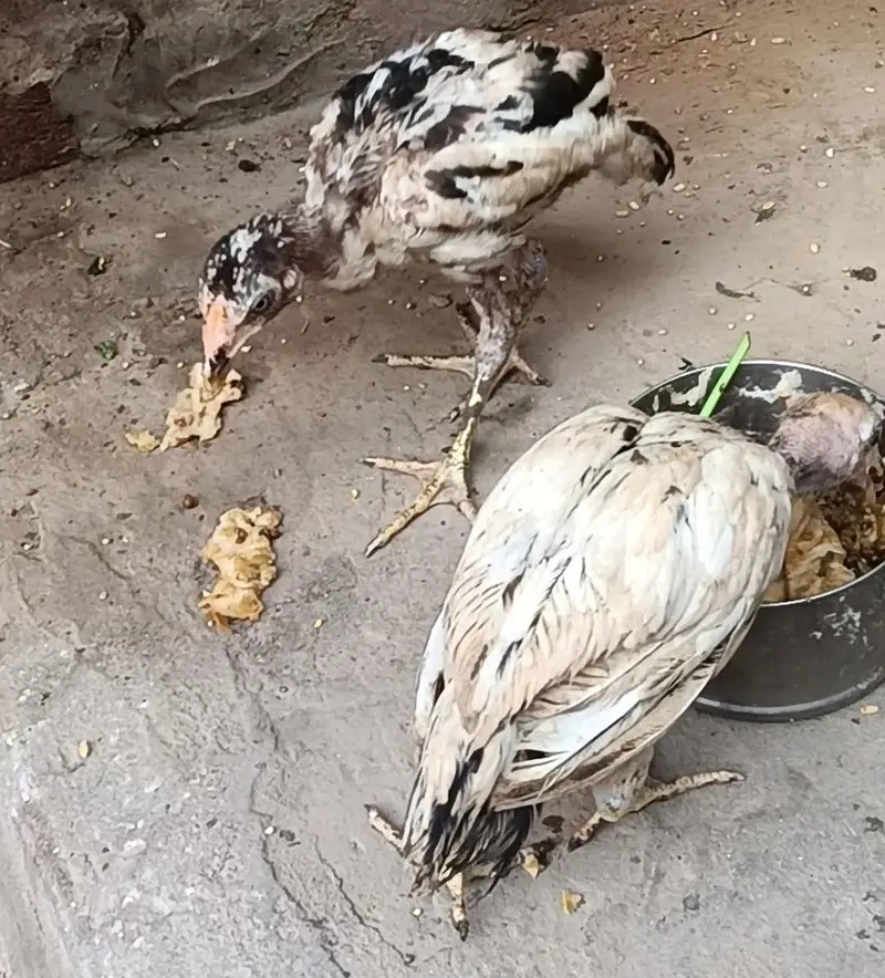 Aseel Chicks For Sale 03056348278 — photo 5