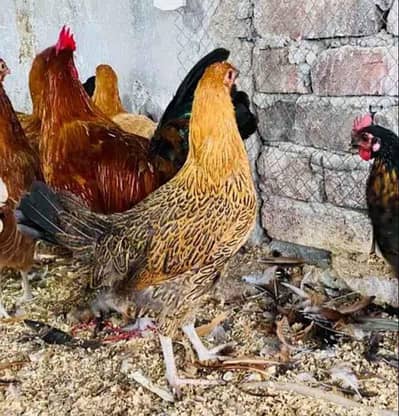 8 misery 2 lohman 1 roaster, all laying eggs, active vaccinated