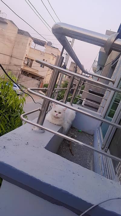 White Persian Male Triple Coat Cat