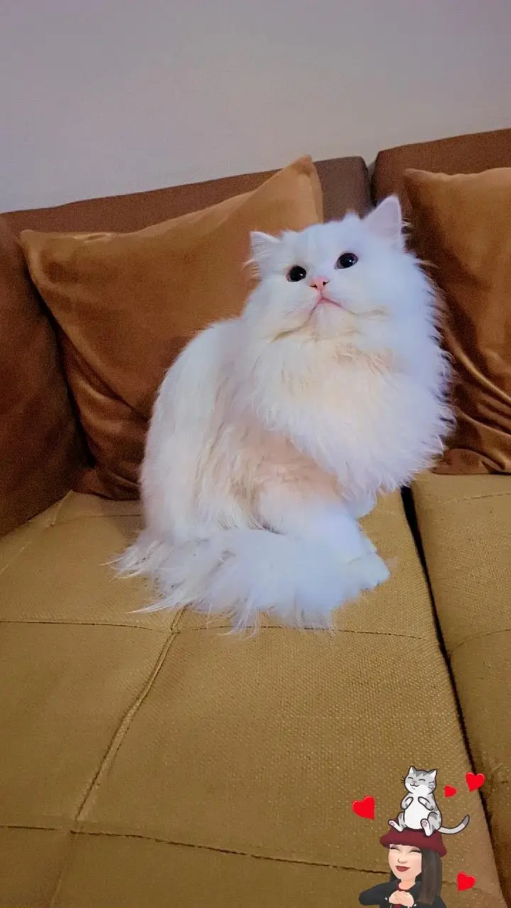 White Persian Male Triple Coat Cat — photo 2