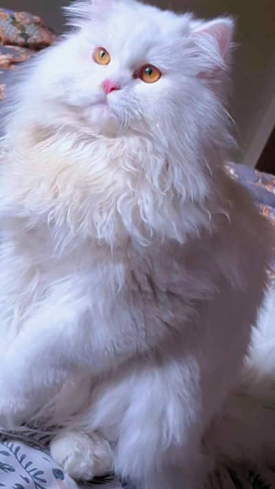 White Persian Male Triple Coat Cat