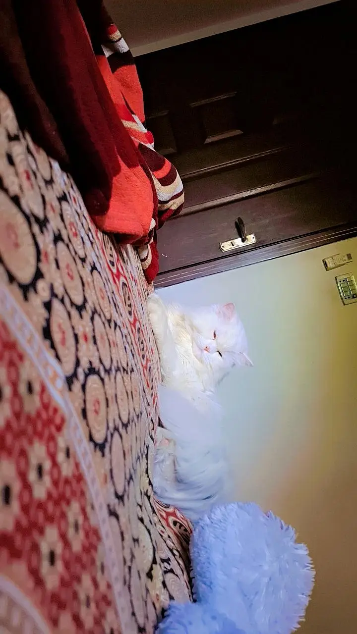 White Persian Male Triple Coat Cat — photo 6