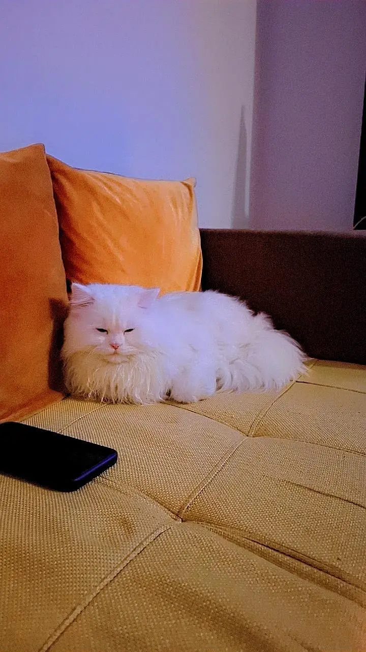 White Persian Male Triple Coat Cat — photo 8