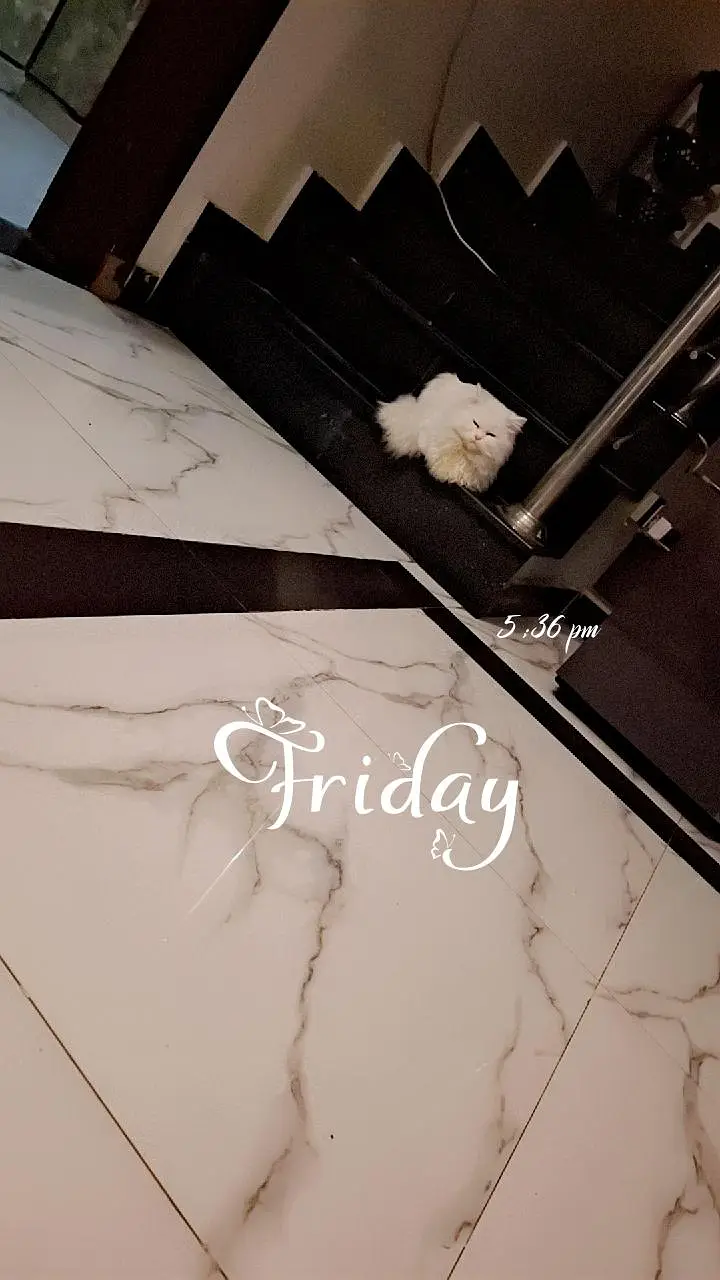 White Persian Male Triple Coat Cat — photo 9