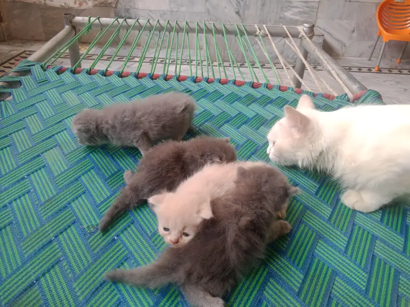 totalysale with mother — photo 3