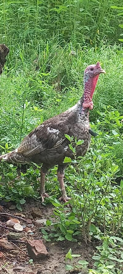Desi Murgha, Blue slate Turkey male