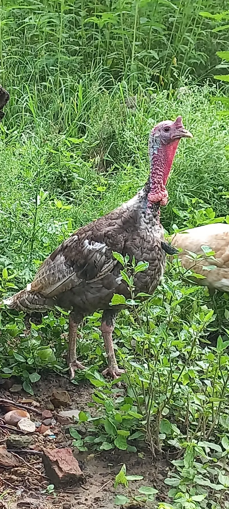Desi Murgha, Blue slate Turkey male — photo 2