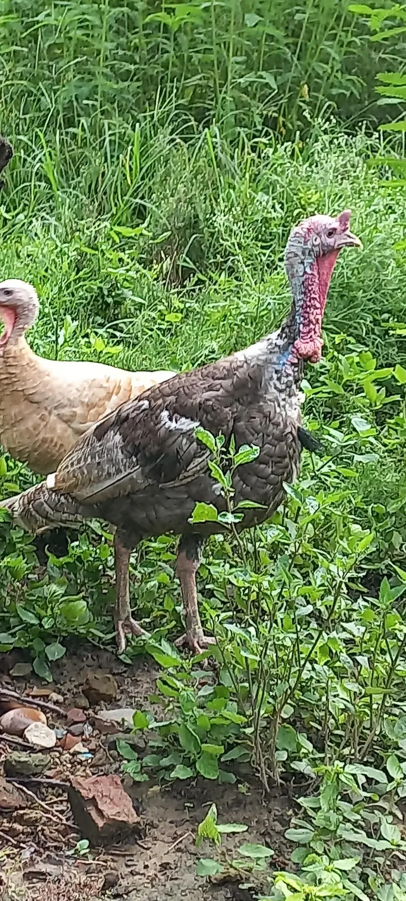 Desi Murgha, Blue slate Turkey male — photo 3