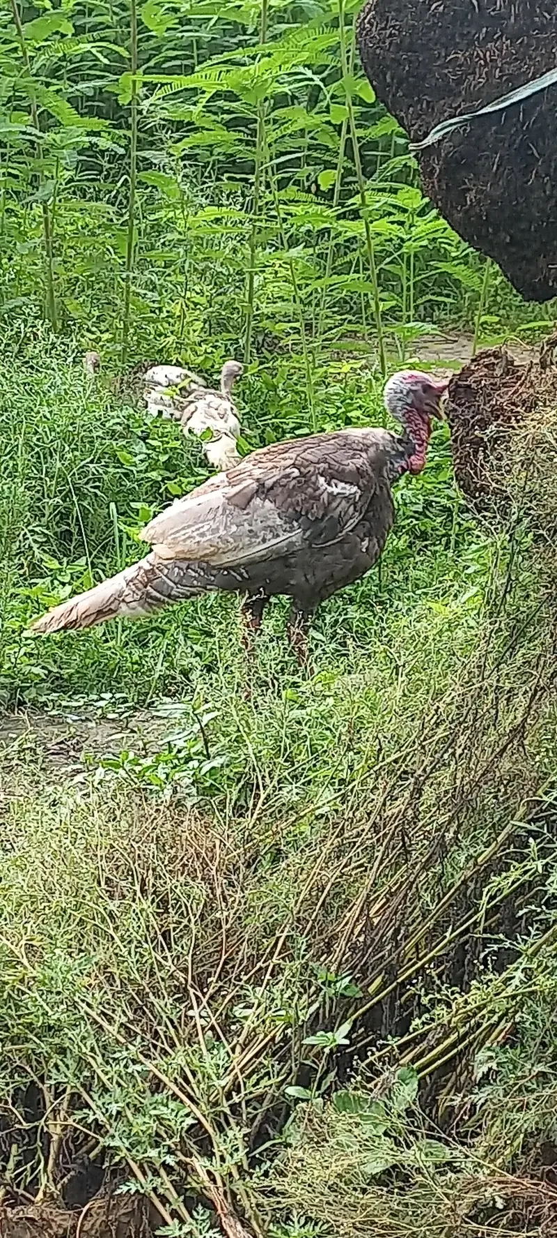 Desi Murgha, Blue slate Turkey male — photo 4