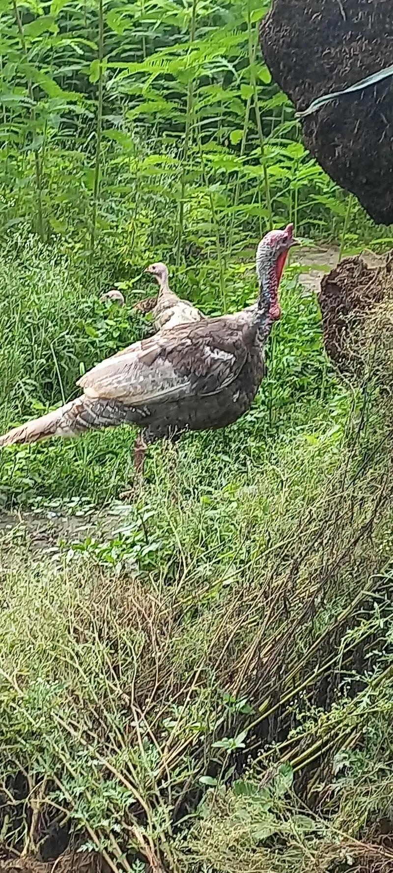 Desi Murgha, Blue slate Turkey male — photo 5