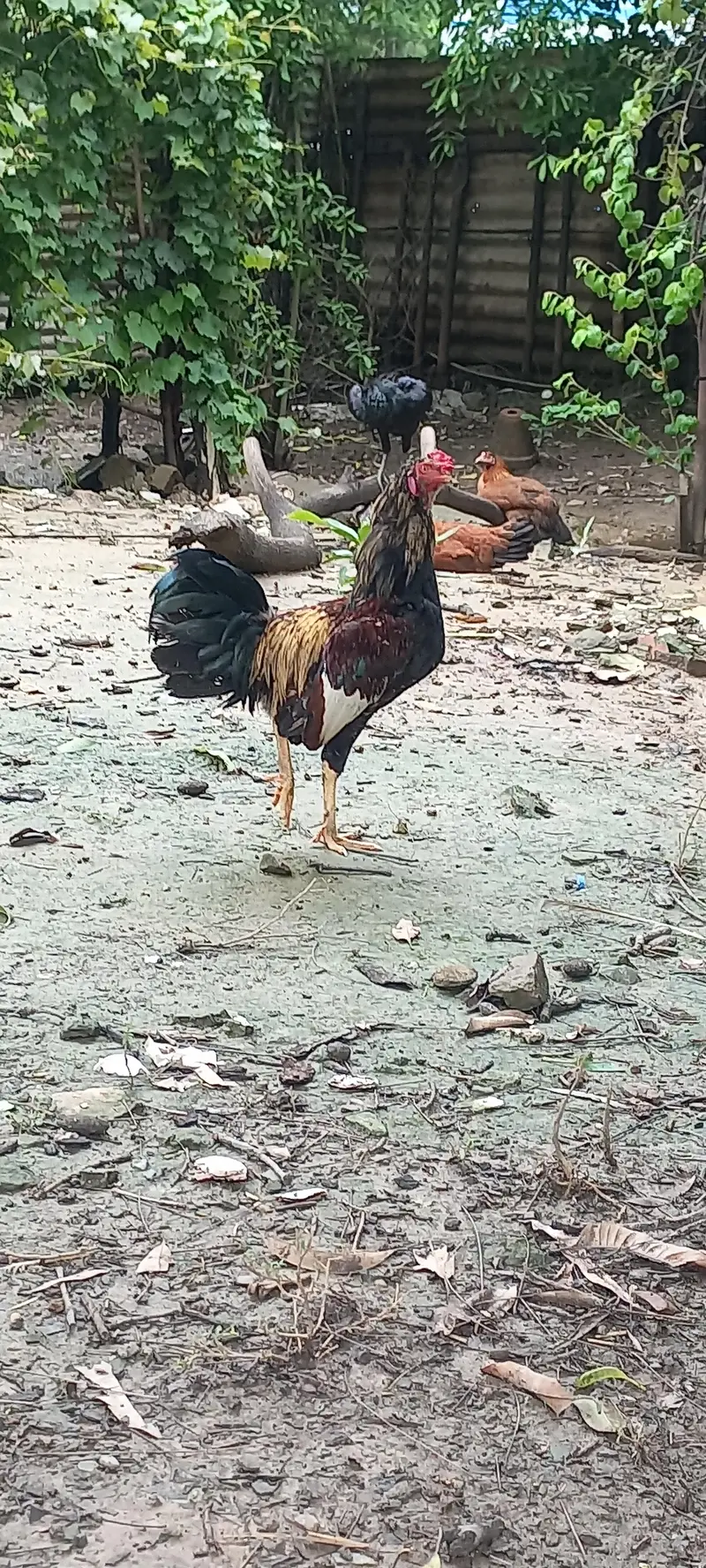 Desi Murgha, Blue slate Turkey male — photo 6
