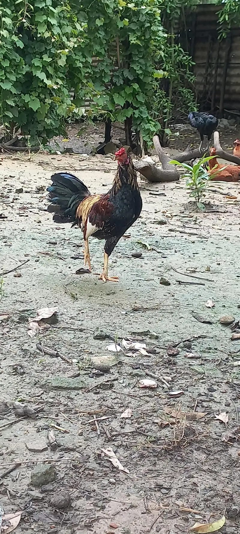 Desi Murgha, Blue slate Turkey male — photo 8