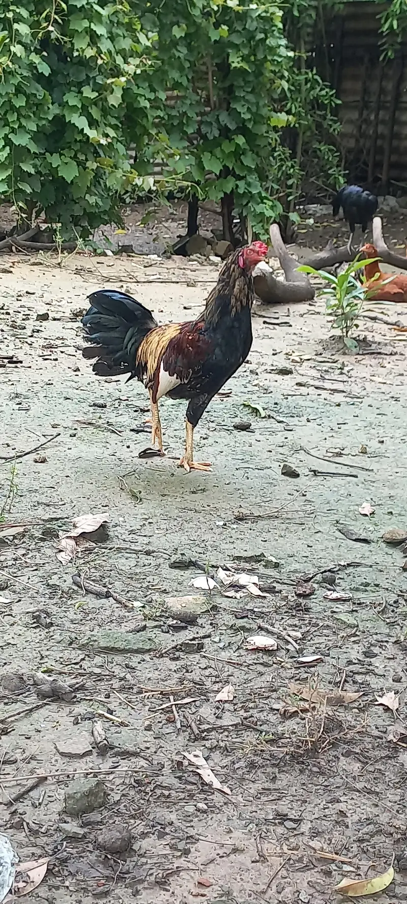 Desi Murgha, Blue slate Turkey male — photo 9