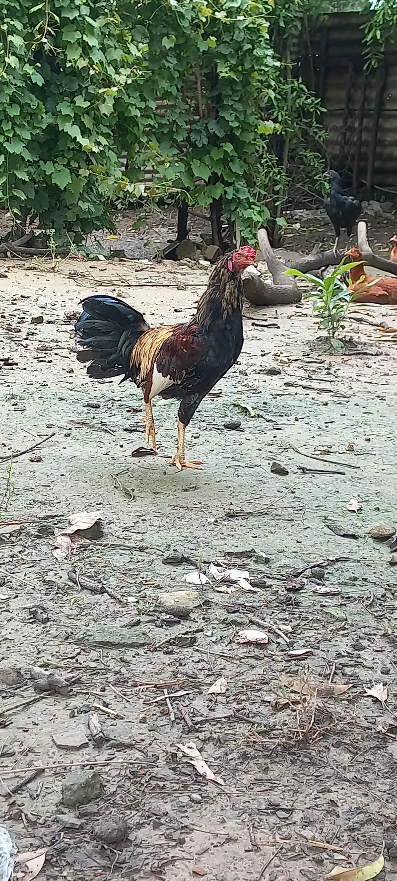 Desi Murgha, Blue slate Turkey male — photo 10